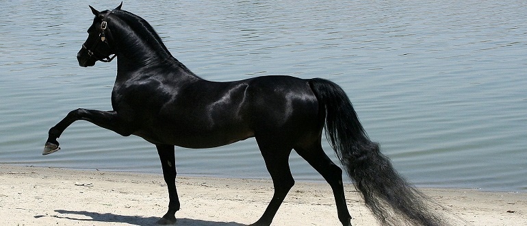 Top 5 most expensive horses in the world