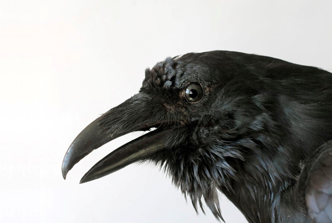 A raven lives 300 years - truth or fiction