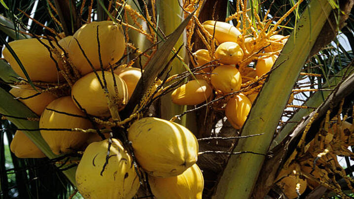 Discover the Top 3 Varieties of Coconuts Across the Globe