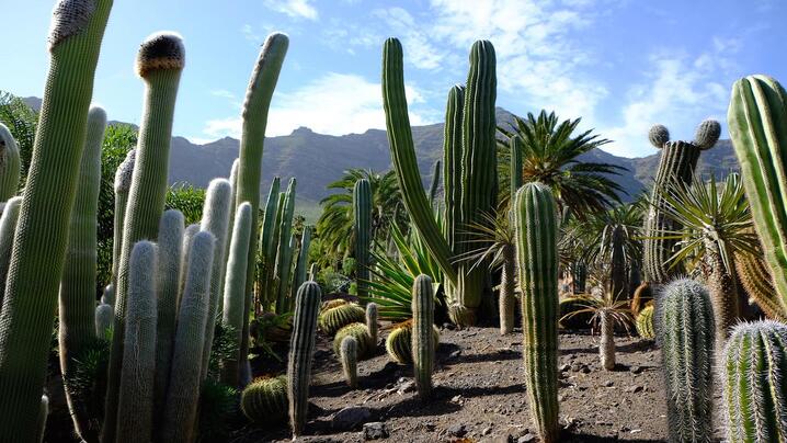 Five Extraordinary Cacti and the Adaptations That Make Them Different